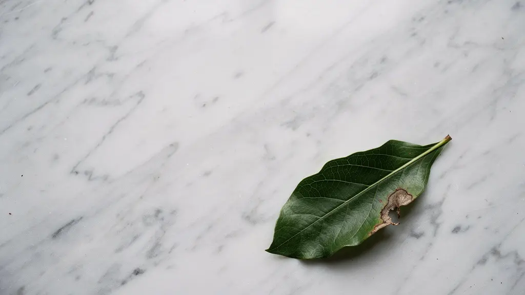 A wide minimalist photograph of a single green leaf resting on a stark white surface under even natural light, symbolising the scrutiny of environmental claims.